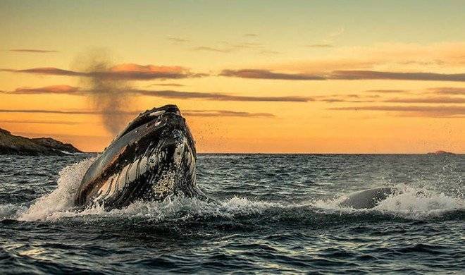 audunrikardsenwhales4533660x550.jpg