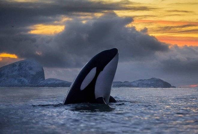 audunrikardsenwhales510660x550.jpg