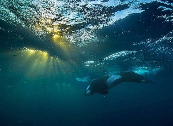 audunrikardsenwhales57660x550.jpg