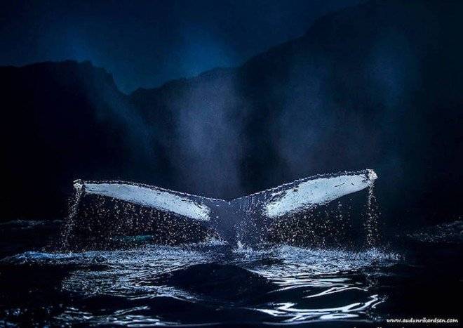 audunrikardsenwhales737660x550.jpg