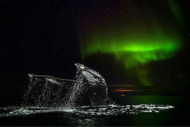 audunrikardsenwhales803660x550.jpg