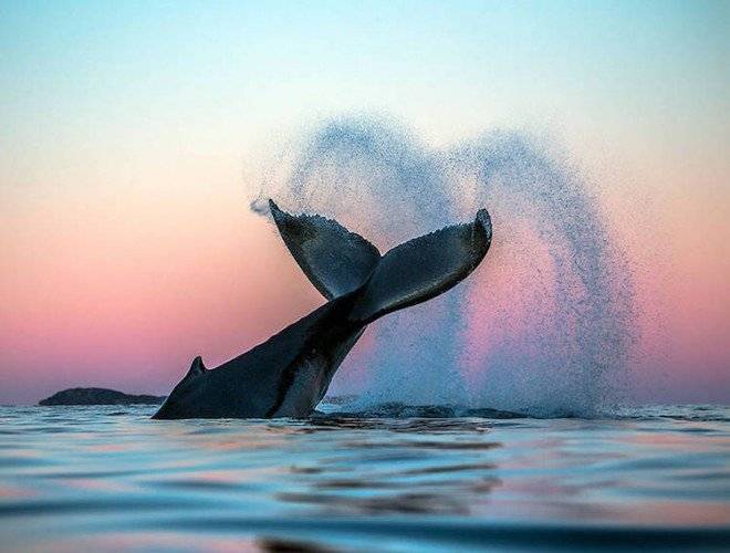 audunrikardsenwhales83660x550.jpg
