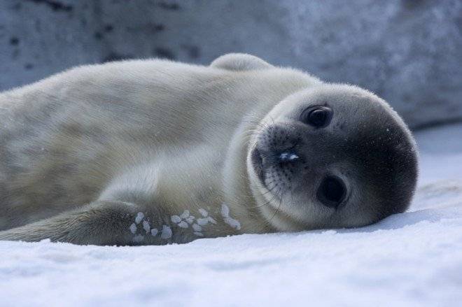 bc3a9bc3a9phoquedeweddellbabyweddellseal660x550.jpg