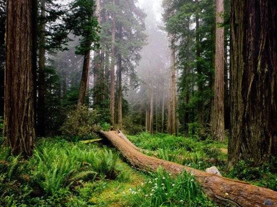 bosque1600x12001550x412.jpg