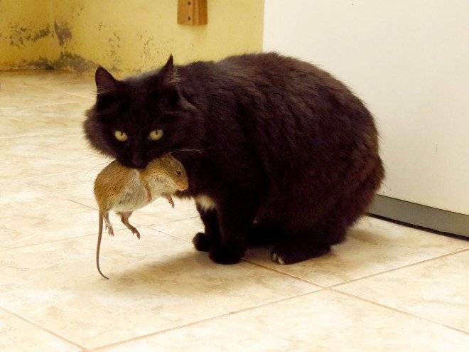 cat9659711920660x550.jpg