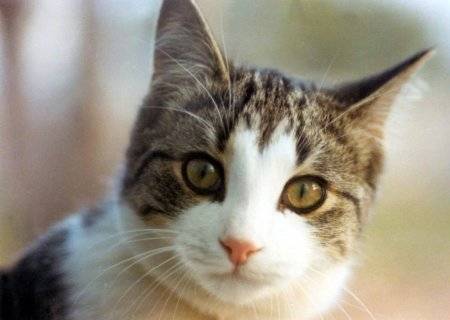 catfacts1.jpg