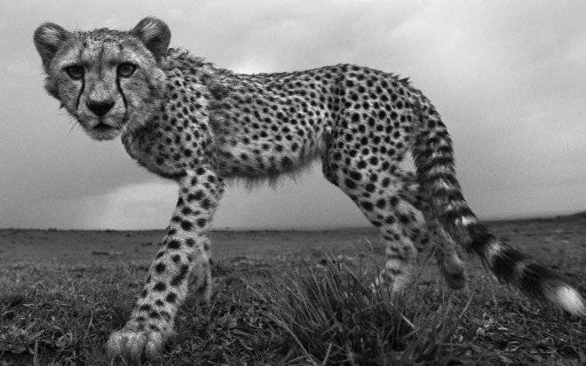 cheetahxlargetransv1qljsowrvqjgfashyqdgg4bkvggprxjao6erek660x550.jpg