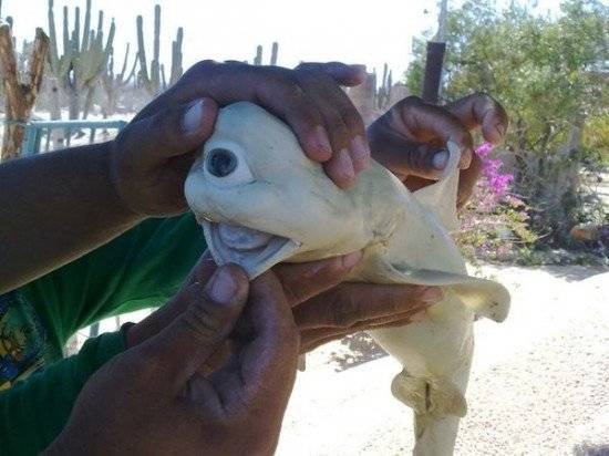 cyclopsshark550x412.jpg