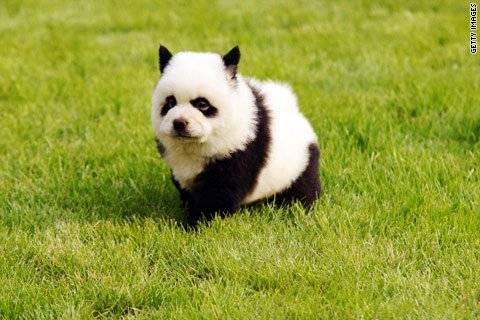 dogpandasmall2.jpg