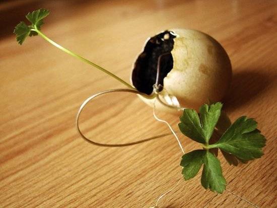 eggshellcontainergarden.jpg