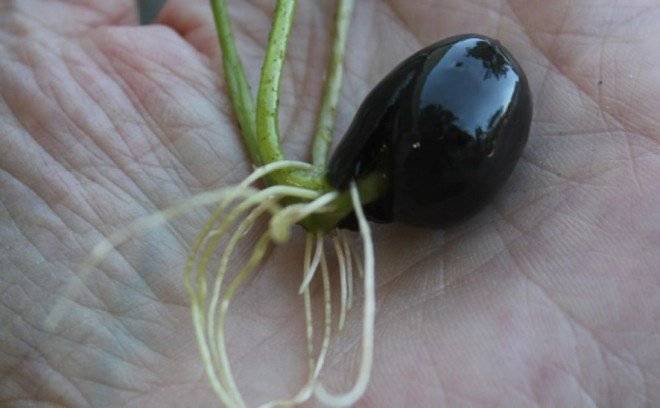 flordelotogerminada660x550.jpg