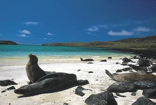 galapagossealions.jpg