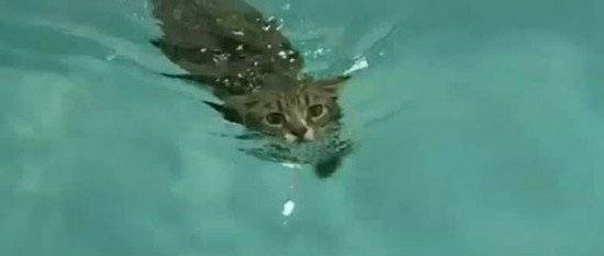 gatito550x234.jpg