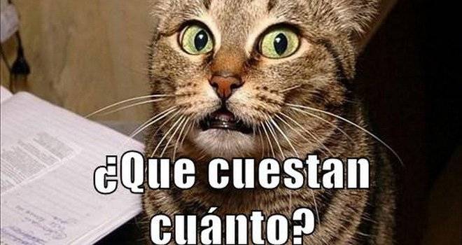 gato1.jpg