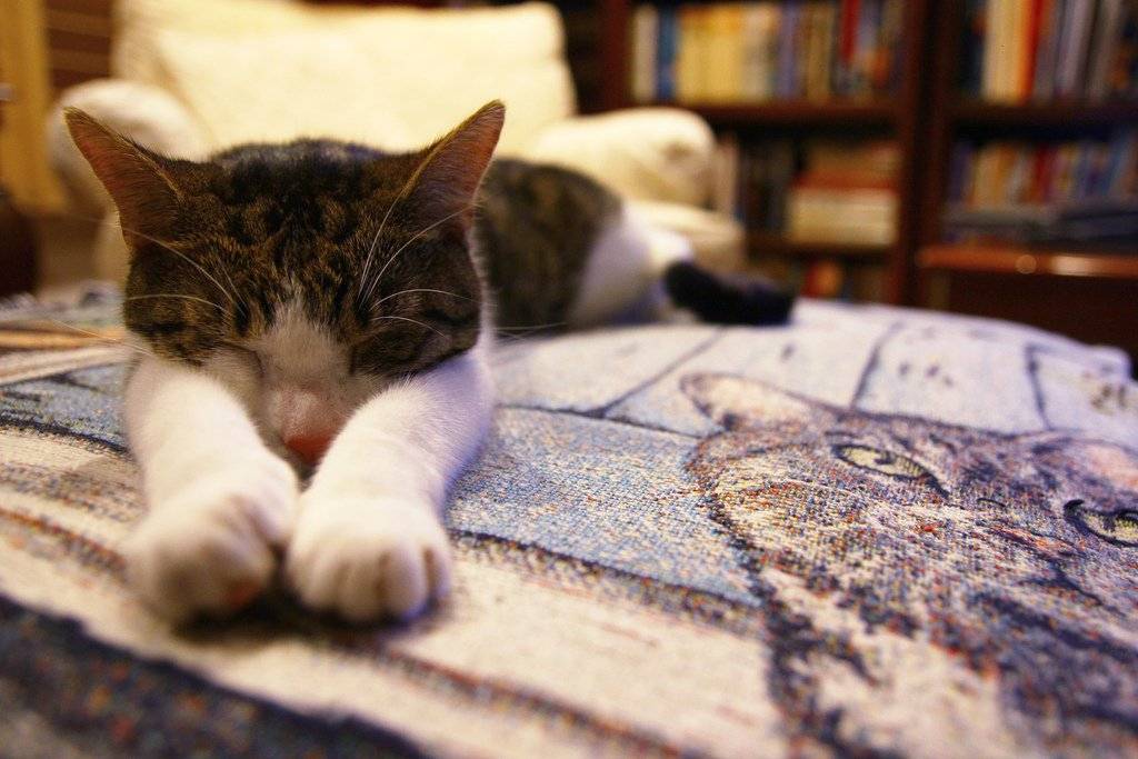 gato2.jpg