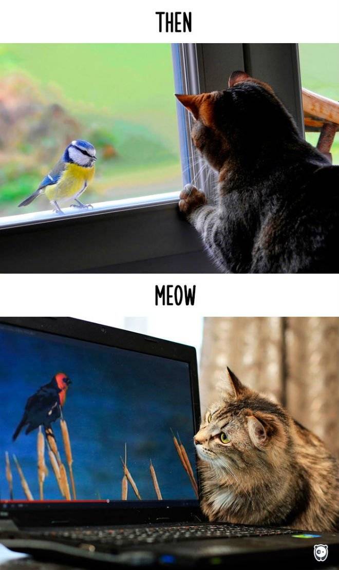 gato4.jpg