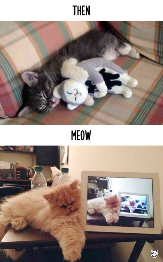 gato6.jpg