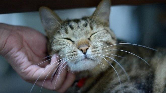 gato660x550-1.jpg
