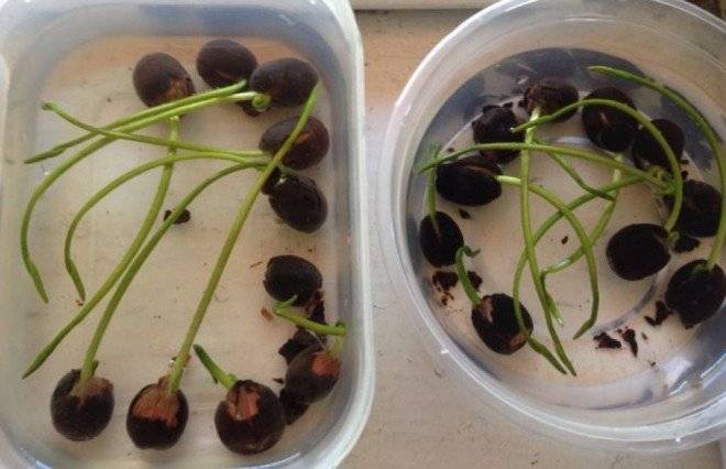 germinarflordeloto2660x550.jpg
