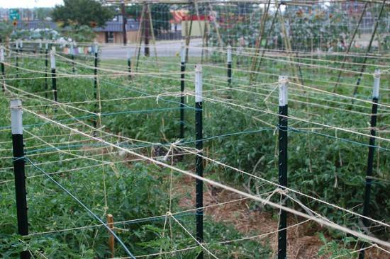 Economista de Harvard dice que granjas urbanas hacen más daño que bien