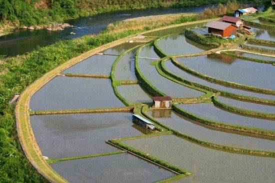 kiipeninsulapaddyfieldyuanyangcountyyunnan550x366.jpg