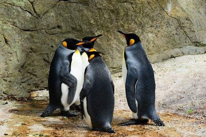 kingpenguin384252960720.jpg