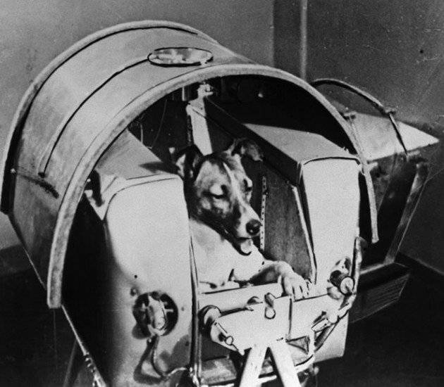 laika660x550.jpg
