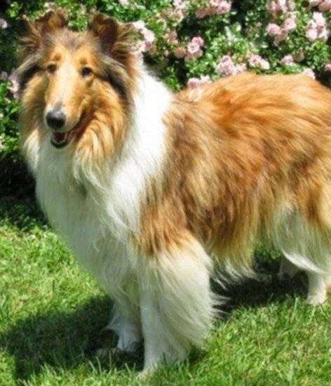 lassie660x550.jpg