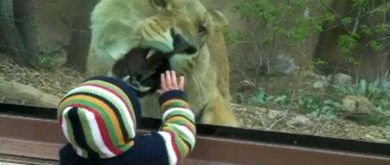 lion550x234.jpg