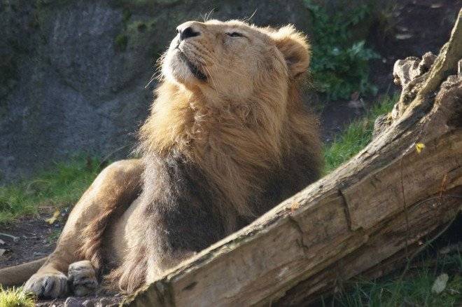 lion8594701280660x550.jpg