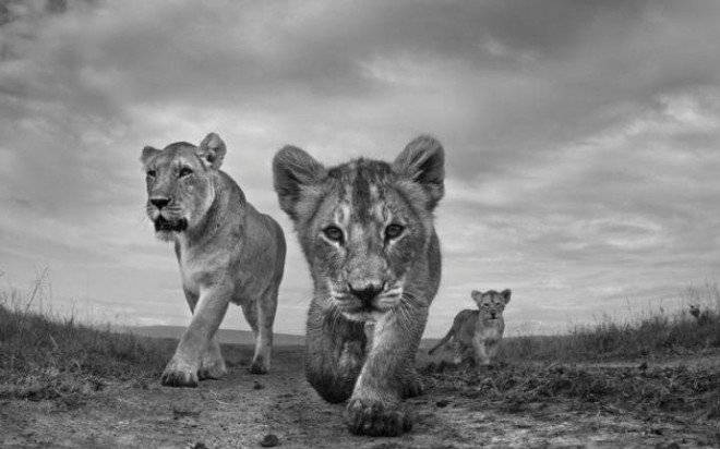 lionslargetrans8jwdqz1jpyhesosjvardu0tlcgamouqysxmfgu1660x550.jpg