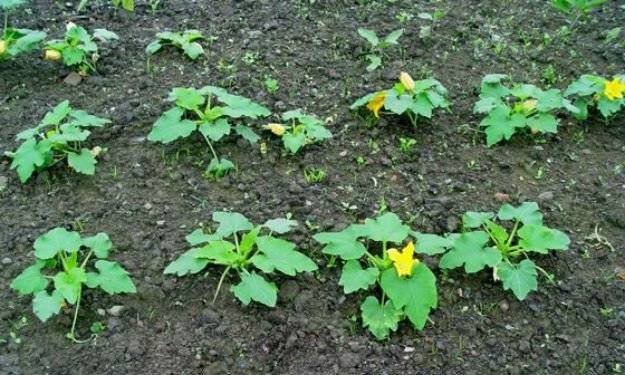 marcoplantacioncultivo660x550.jpg