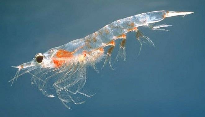 meganyctiphanesnorvegica2.jpg