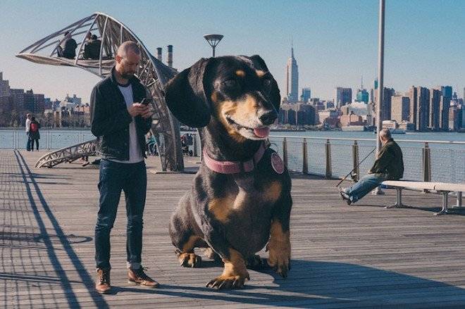 mitchboyervivianthegiantwienerdogdesignboom03660x550.jpg