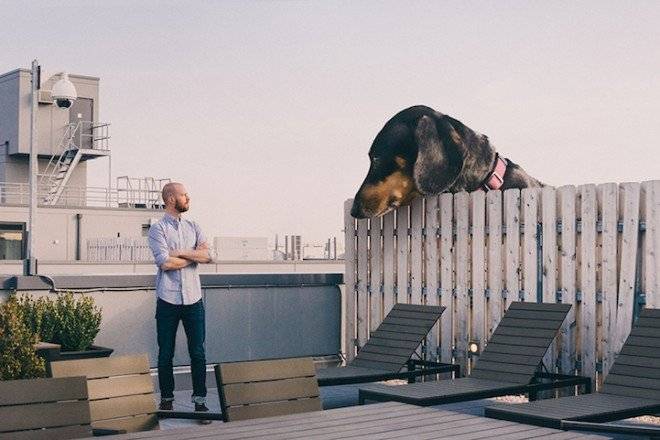 mitchboyervivianthegiantwienerdogdesignboom05660x550.jpg