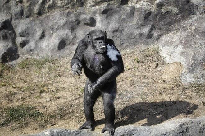 northkoreasmokingchimp2660x550.jpg