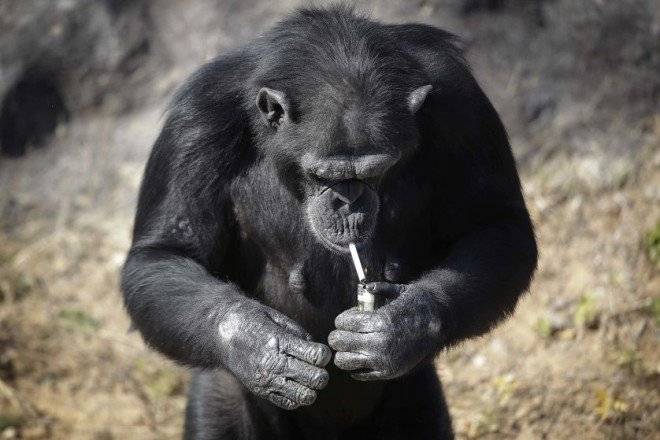 northkoreasmokingchimp3660x550.jpg
