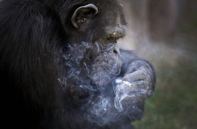 northkoreasmokingchimp4660x550.jpg