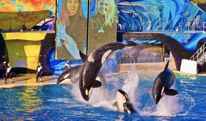 orcasseaworldsandiego660x550.jpg