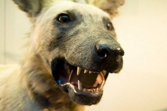 perro550x366.jpg