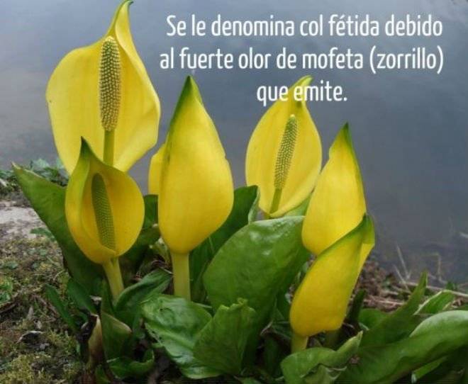 planta1660x550.jpg