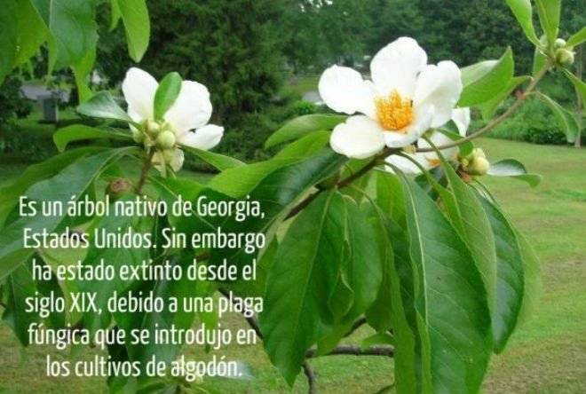 planta2660x550.jpg