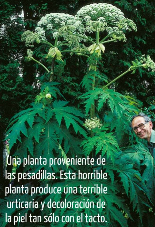 planta3.jpg