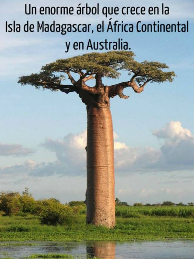 planta4.jpg