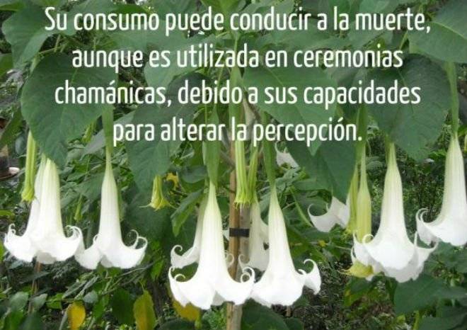 planta5.jpg
