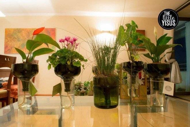 plantasjuntas660x550.jpg