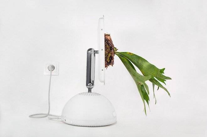 plantyoumacimaceriummonsieurplant20163660x550.jpg