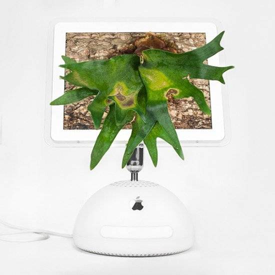 plantyoumacimaceriummonsieurplant20164660x550.jpg