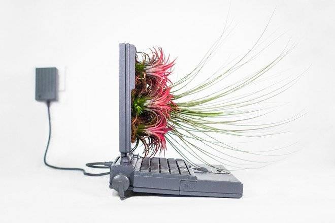 plantyoumacmacfiremonsieurplant20162660x550.jpg
