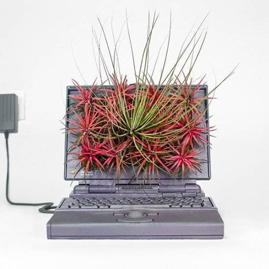 plantyoumacmacfiremonsieurplant20163instagram660x550.jpg